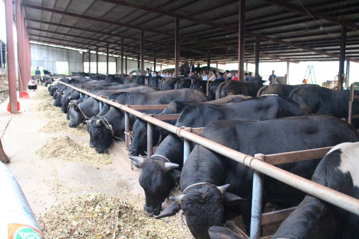 Sơn La: Bàn giải pháp kỹ thuật phòng, chống dịch bệnh cho gia súc, gia cầm Sơn La: Bàn giải pháp kỹ thuật phòng, chống dịch bệnh cho gia súc, gia cầm