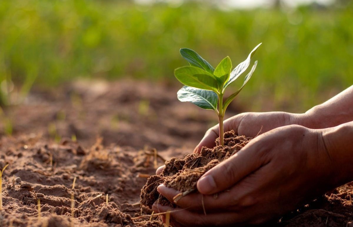 Đất trồng bị chua: Từ nguyên nhân đến giải pháp bền vững