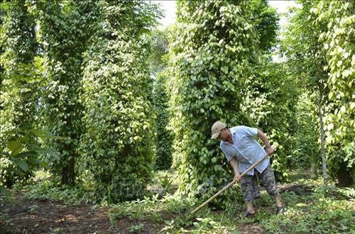 Quảng Trị: Trồng mới, tái canh 182 ha cây công nghiệp dài ngày và cây ăn quả Quảng Trị: Trồng mới, tái canh 182 ha cây công nghiệp dài ngày và cây ăn quả