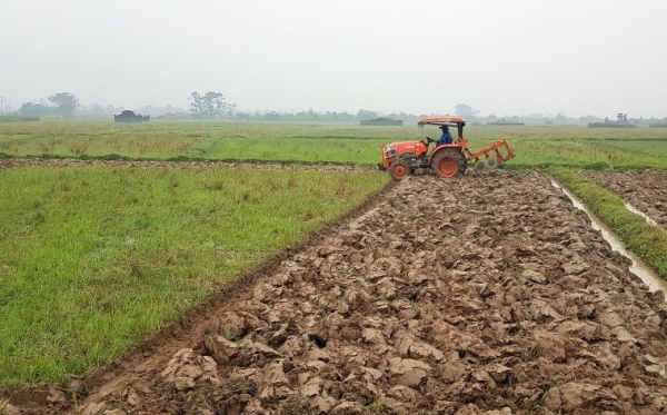 Quảng Trị: Khuyến khích trồng các giống lúa lai ở những vùng phù hợp trong vụ đông-xuân 2025-2026