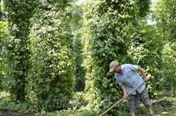 Quảng Trị: Trồng mới, tái canh 182 ha cây công nghiệp dài ngày và cây ăn quả