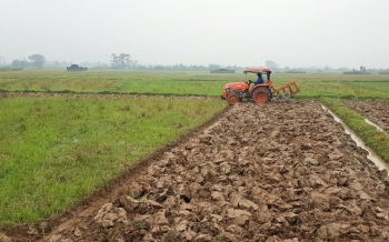 Quảng Trị: Khuyến khích trồng các giống lúa lai ở những vùng phù hợp trong vụ đông-xuân 2025-2026