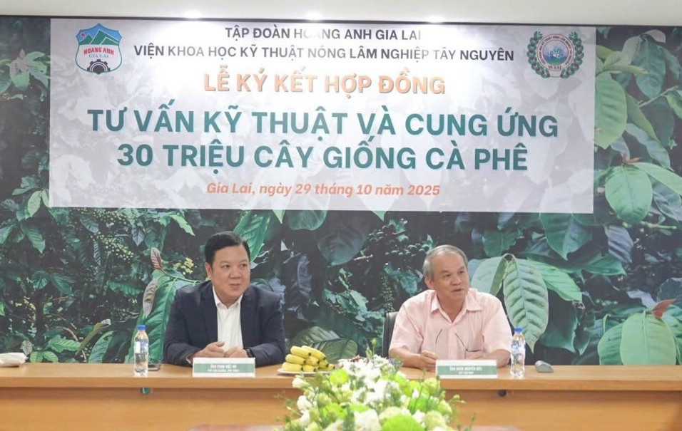 Hoàng Anh Gia Lai đầu tư 10.000 ha cà phê, hướng đến xây dựng thương hiệu xuất khẩu chất lượng cao