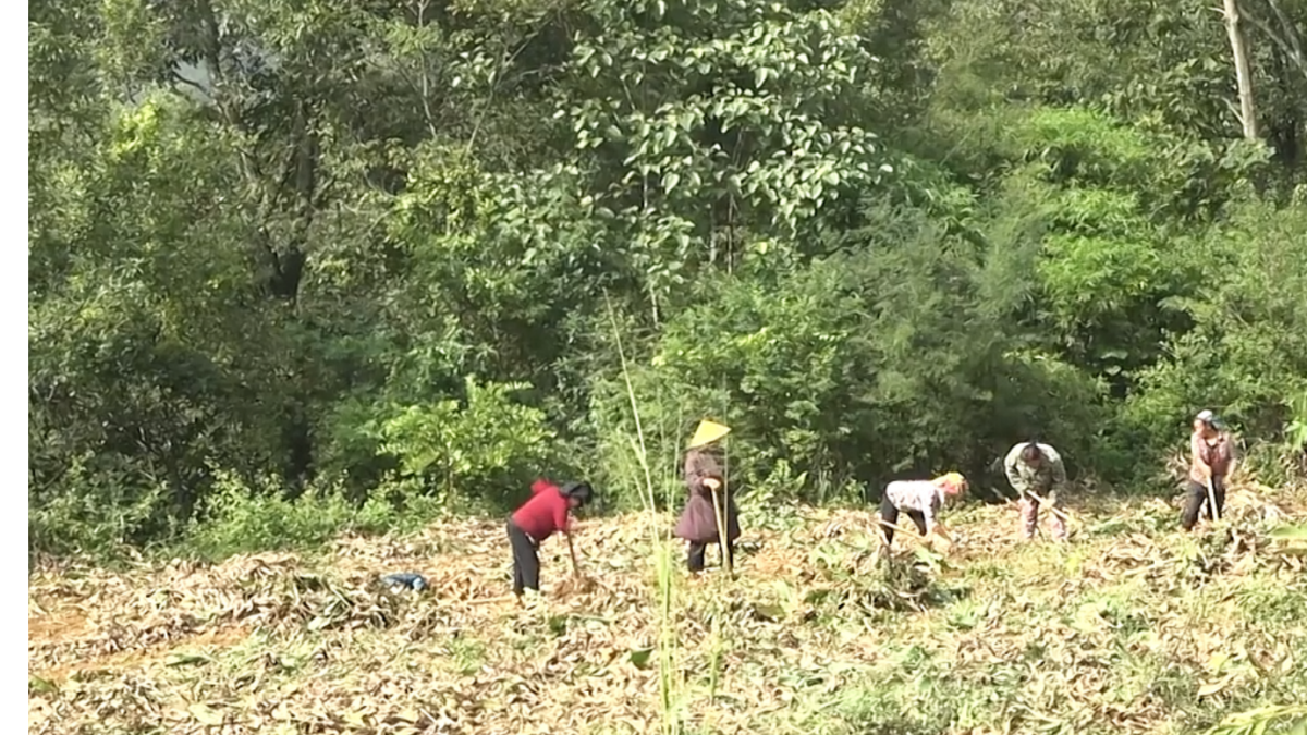 Cây dong riềng mở hướng phát triển kinh tế nông thôn