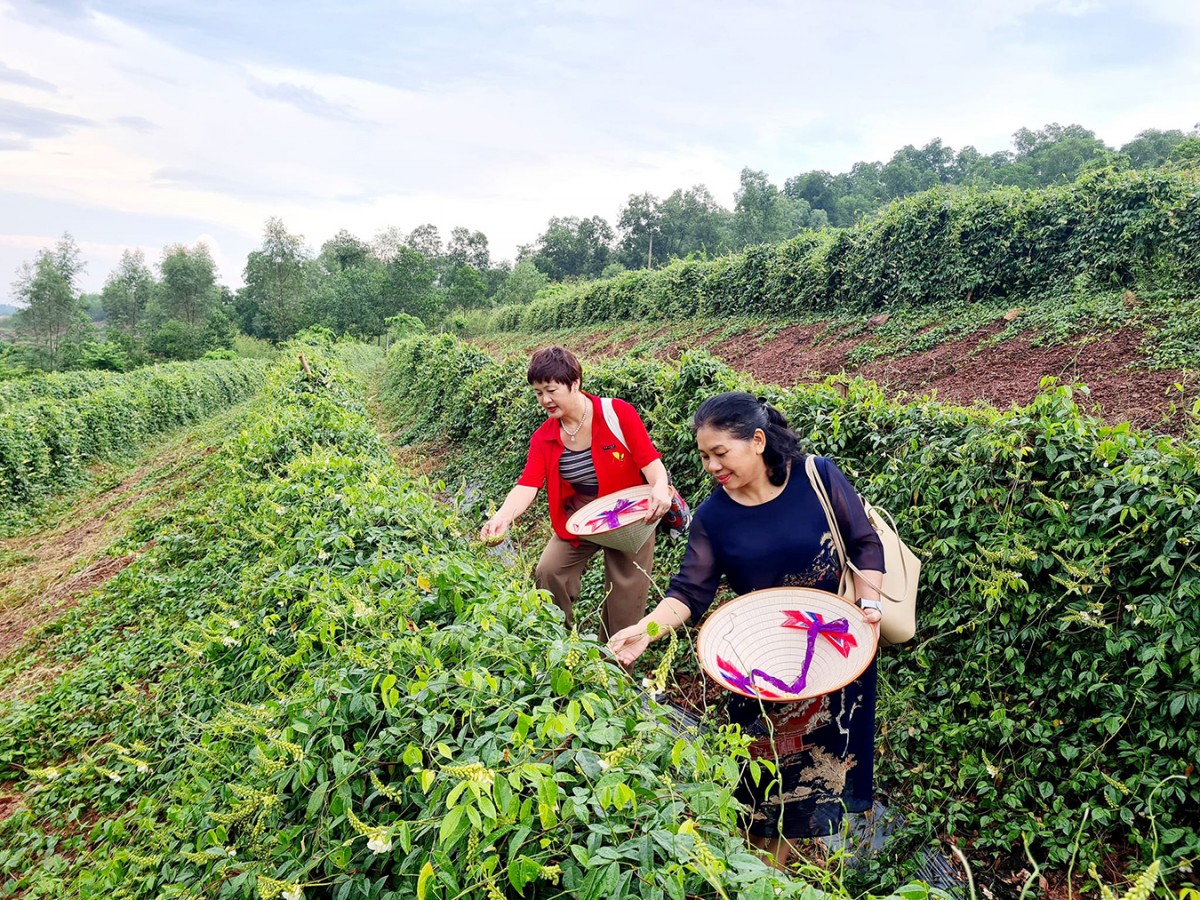 Sâm “tiến vua” và giai thoại về một loài cây huyền thoại Sâm “tiến vua” và giai thoại về một loài cây huyền thoại