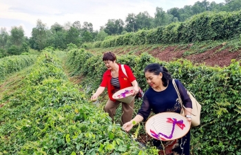 Sâm “tiến vua” và giai thoại về một loài cây huyền thoại