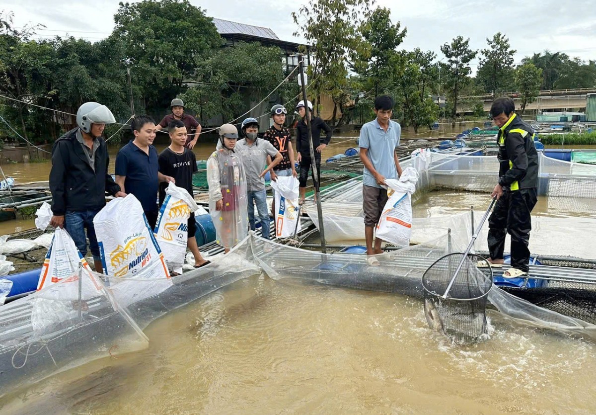 Tp. Huế: Gần 100 tấn cá chết trắng sau lũ, nông dân khốn đốn, chính quyền vào cuộc