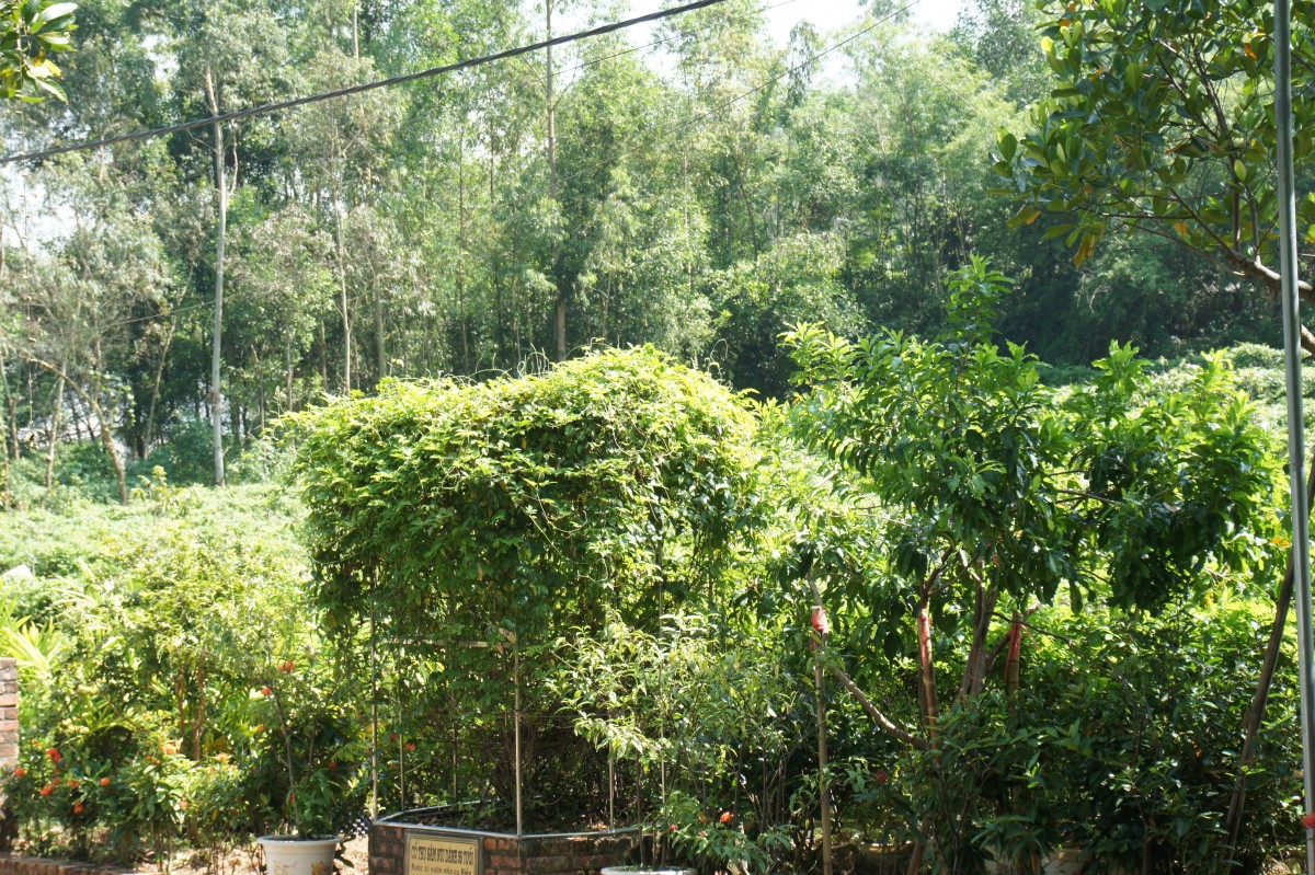 Vị trí địa lý, điều kiện tự nhiên và lịch sử của Sâm núi Dành