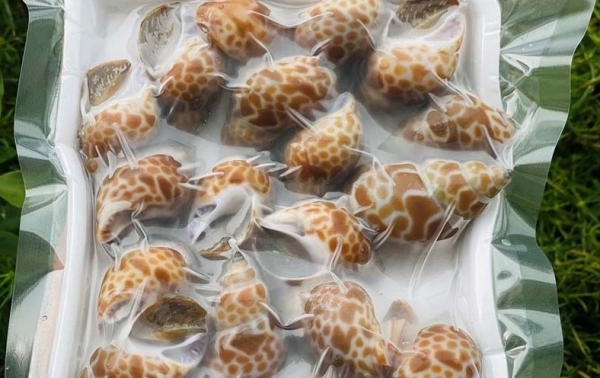 Cách bảo quản ốc hương trong tủ lạnh được lâu ngày để được thực phẩm tươi ngon