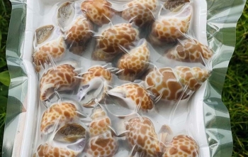 Cách bảo quản ốc hương trong tủ lạnh được lâu ngày để được thực phẩm tươi ngon