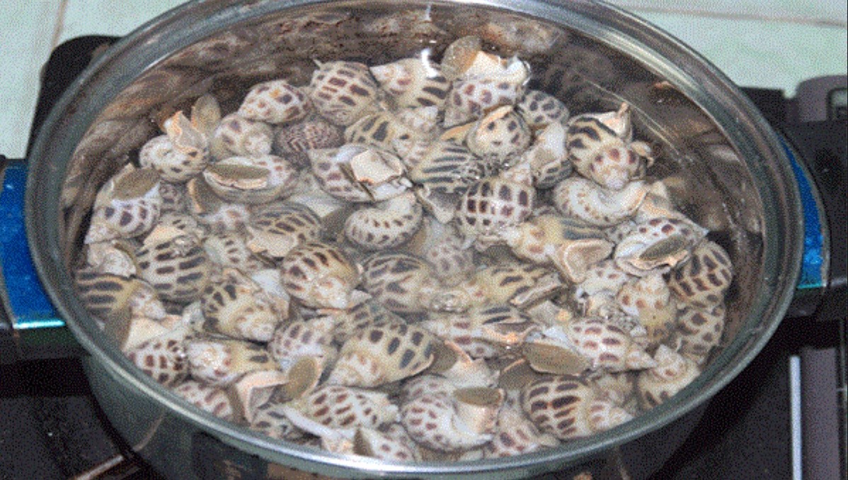 Cách bảo quản ốc hương trong tủ lạnh được lâu ngày để được thực phẩm tươi ngon