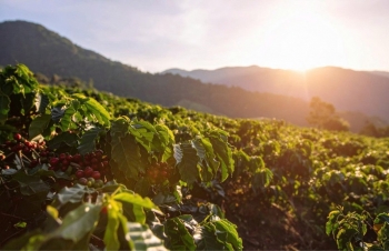 Kỳ vọng dỡ bỏ thuế quan gây sức ép lên Arabica, Robusta bật tăng do lo ngại nguồn cung