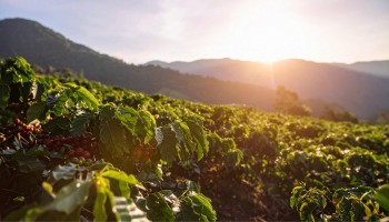 Kỳ vọng dỡ bỏ thuế quan gây sức ép lên Arabica, Robusta bật tăng do lo ngại nguồn cung