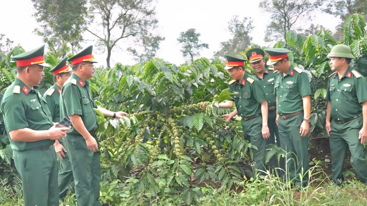 Diệt rệp sáp cà phê bằng chế phẩm hữu cơ tự chế