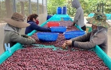 Ngành cà phê Việt Nam lập kỷ lục xuất khẩu mới với trên 8,4 tỷ USD