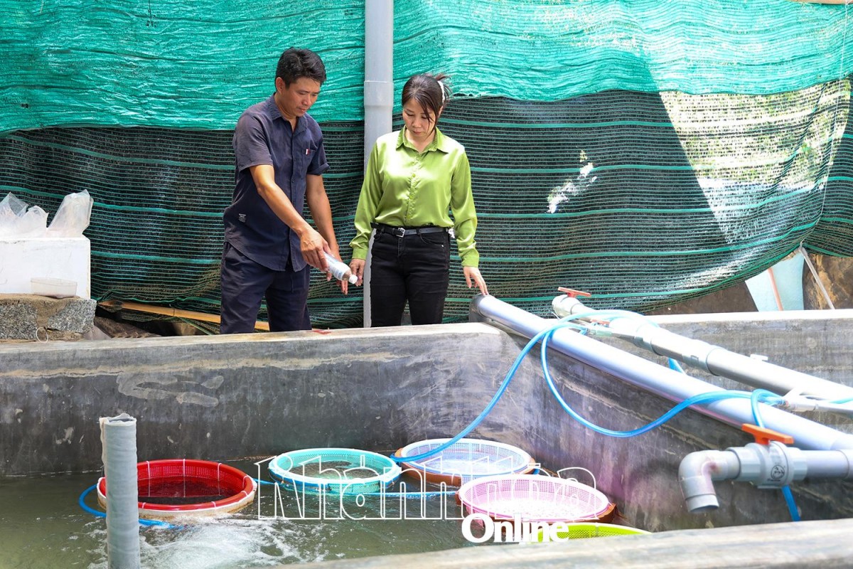 Hiệu quả từ mô hình sinh sản nhân tạo cá chim vây vàng công nghiệp, sạch bệnh