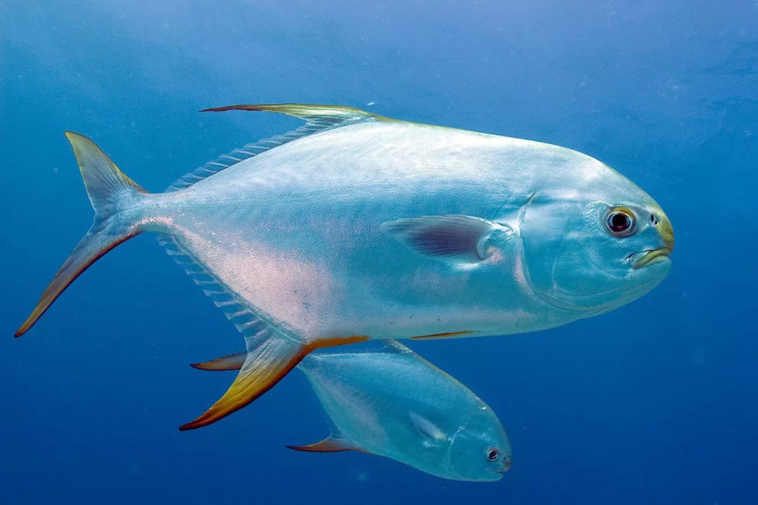 Hiệu quả từ mô hình sinh sản nhân tạo cá chim vây vàng công nghiệp, sạch bệnh