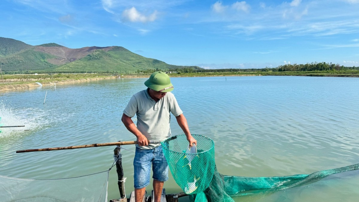 Hiệu quả từ mô hình sinh sản nhân tạo cá chim vây vàng công nghiệp, sạch bệnh