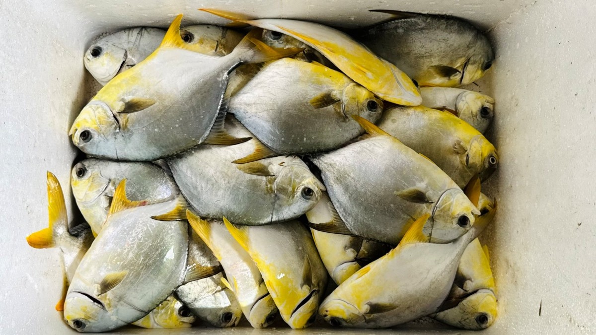 Hiệu quả từ mô hình sinh sản nhân tạo cá chim vây vàng công nghiệp, sạch bệnh