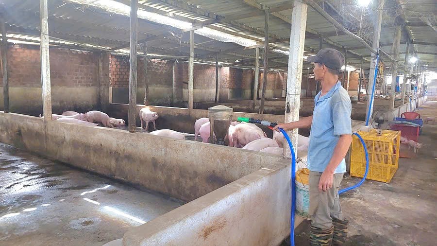 Gia Lai thúc đẩy phát triển chăn nuôi dịp cuối năm 2025