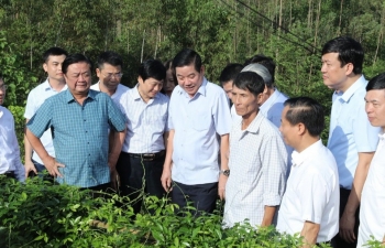 Bảo tồn và phát triển cây sâm nam núi Dành: Hướng đi bền vững cho kinh tế địa phương