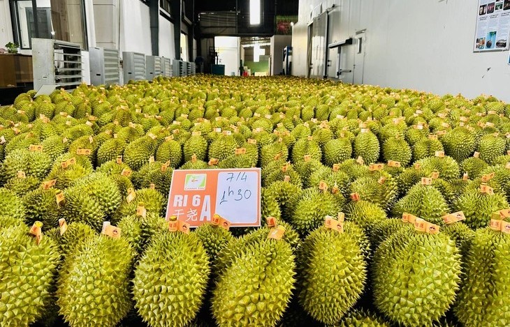 Việc dừng kiểm nghiệm sầu riêng xuất khẩu: Xác định rõ nguyên nhân và trách nhiệm tổ chức, cá nhân