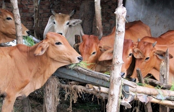 Trao “cần câu” để người dân chủ động vươn lên thoát nghèo