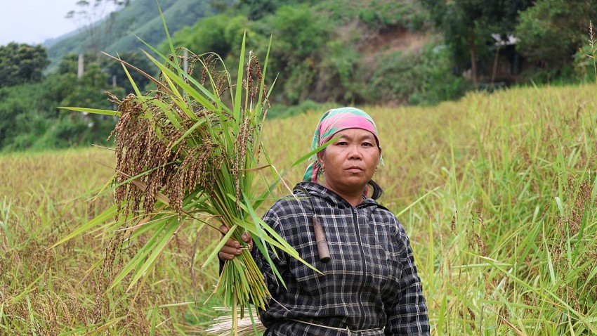 Bản Pù Đứa xã Quảng Chiểu người dân được mùa nếp Cay Nọi.