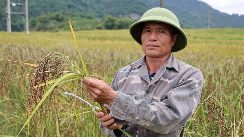 Ông Hà Văn Phanh bản Pùng xã Quảng Chiểu cho biết: lúa nếp Cay Nọi năm nay được mùa hơn năm trước. 