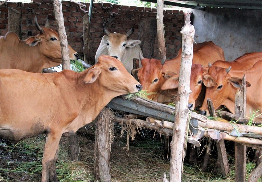 Trao “cần câu” để người dân chủ động vươn lên thoát nghèo