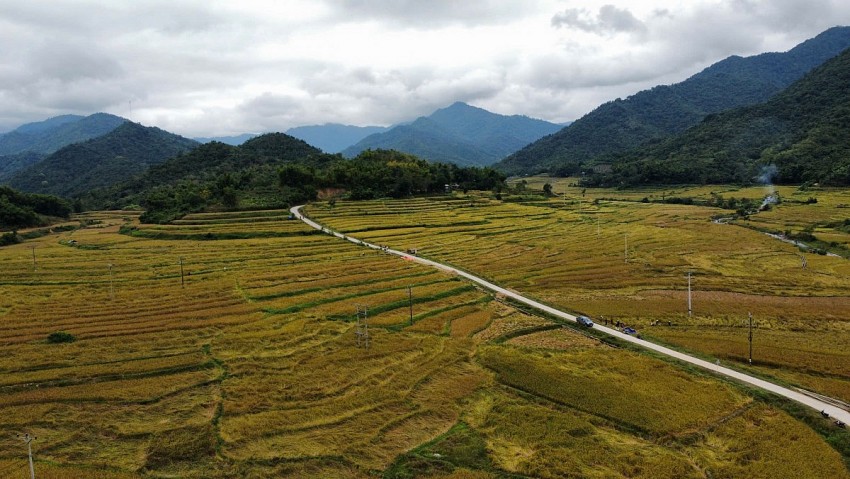 Hiện này nhiều bản làng tại các xã biên giới tỉnh Thanh Hóa bà con đang vào vụ thu hoạch lúa nếp Cay Nọi.