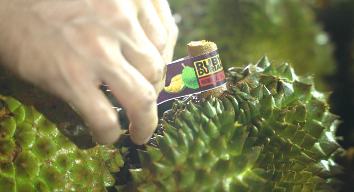 Việc dừng kiểm nghiệm sầu riêng xuất khẩu: Xác định rõ nguyên nhân và trách nhiệm tổ chức, cá nhân Việc dừng kiểm nghiệm sầu riêng xuất khẩu: Xác định rõ nguyên nhân và trách nhiệm tổ chức, cá nhân