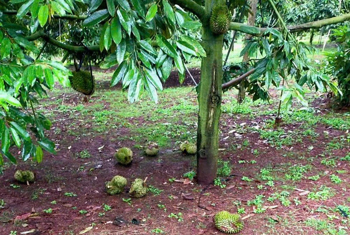 Việc dừng kiểm nghiệm sầu riêng xuất khẩu: Xác định rõ nguyên nhân và trách nhiệm tổ chức, cá nhân Việc dừng kiểm nghiệm sầu riêng xuất khẩu: Xác định rõ nguyên nhân và trách nhiệm tổ chức, cá nhân