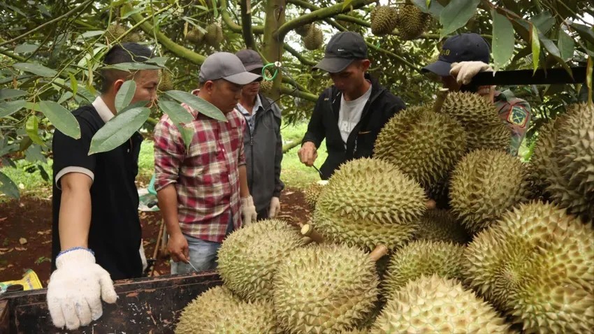 Việc dừng kiểm nghiệm sầu riêng xuất khẩu: Xác định rõ nguyên nhân và trách nhiệm tổ chức, cá nhân Việc dừng kiểm nghiệm sầu riêng xuất khẩu: Xác định rõ nguyên nhân và trách nhiệm tổ chức, cá nhân