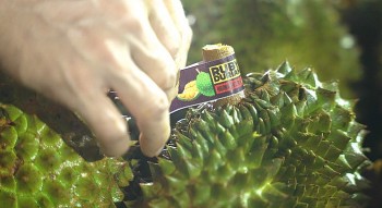 Vì sao PCT Hiệp hội Golf Việt Nam bị khởi tố trong vụ xuất khẩu sầu riêng?