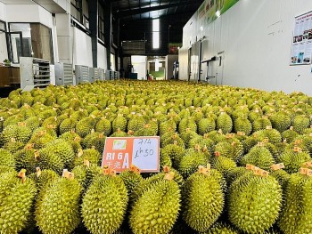 Việc dừng kiểm nghiệm sầu riêng xuất khẩu: Xác định rõ nguyên nhân và trách nhiệm tổ chức, cá nhân