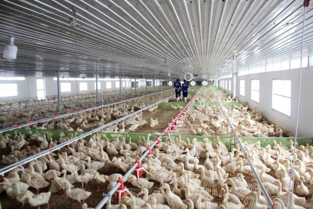 Khẩn trương triển khai đồng bộ, hiệu quả các giải pháp phòng, chống bệnh Cúm gia cầm