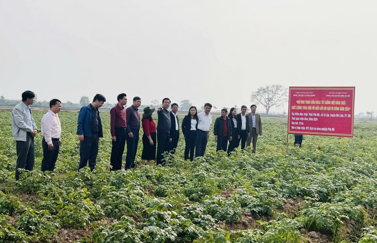 Giám đốc Sở NN&PTNT Hà Nội Nguyễn Xuân Đại khảo sát, đánh giá mô hình trồng khoai tây vụ Đông 2024 tại xã Tự Lập, huyện Mê Linh.