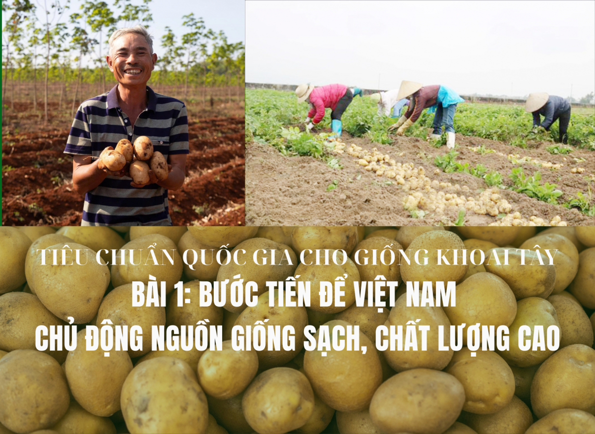 Tiêu chuẩn quốc gia cho giống khoai tây - Bài 1: Bước tiến để Việt Nam chủ động nguồn giống sạch, chất lượng cao