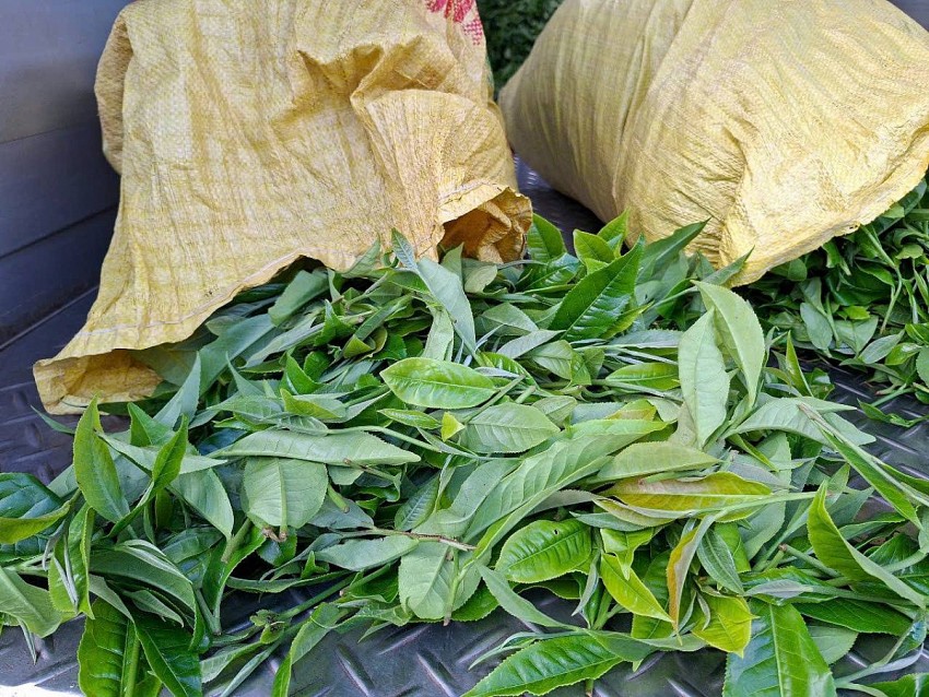 Cây chè và hướng đi bền vững trong công tác giảm nghèo ở Pha Long