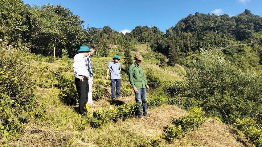 Cây chè và hướng đi bền vững trong công tác giảm nghèo ở Pha Long
