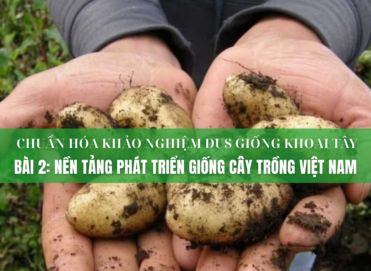 Chuẩn hóa khảo nghiệm DUS giống khoai tây - Bài 2: Nền tảng phát triển giống cây trồng Việt Nam