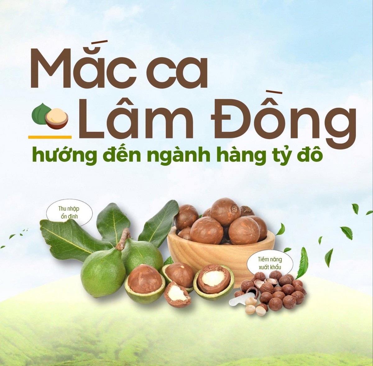 Hoàn thiện mô hình quản lý và nhận diện thương hiệu “Mắc ca Lâm Đồng”