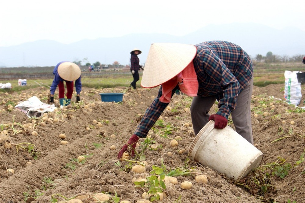 Tiêu chuẩn quốc gia cho giống khoai tây - Bài cuối: Hướng tới đảm bảo an ninh lương thực và kinh tế nông nghiệp