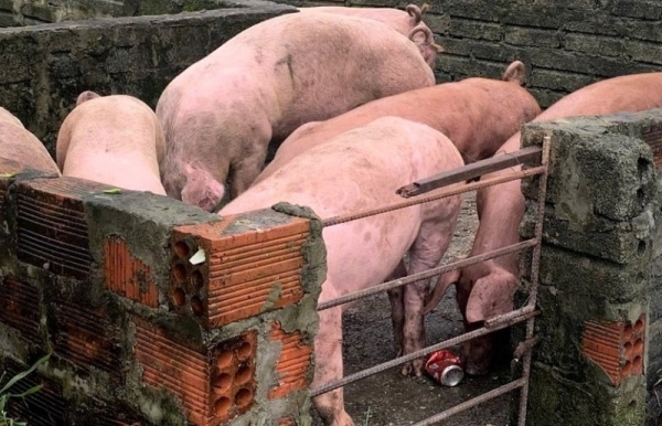 Hà Tĩnh: Tiêu hủy 145 con lợn nhiễm dịch tả lợn châu Phi