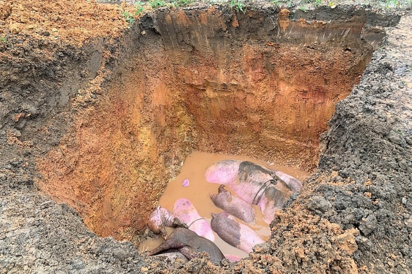 Hà Tĩnh: Tiêu hủy 145 con lợn nhiễm dịch tả lợn châu Phi