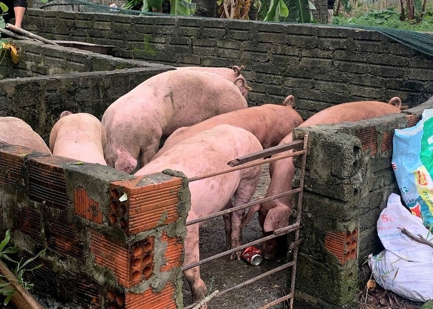 Hà Tĩnh: Tiêu hủy 145 con lợn nhiễm dịch tả lợn châu Phi