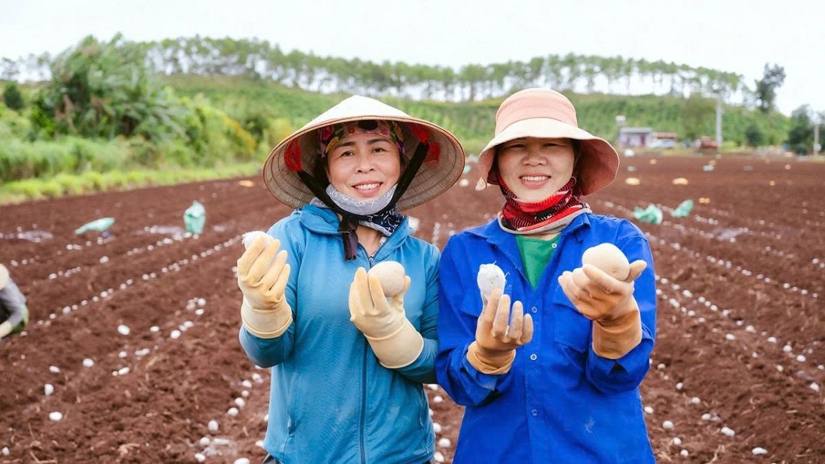 Tiêu chuẩn quốc gia cho giống khoai tây - Bài cuối: Hướng tới đảm bảo an ninh lương thực và kinh tế nông nghiệp