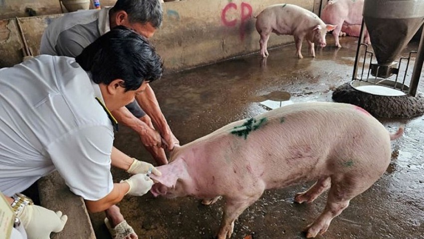 Mức hỗ trợ khắc phục dịch bệnh động vật trên địa bàn tỉnh Hà Tĩnh