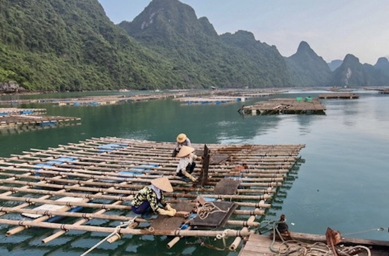 Quảng Ninh: Tích cực chuyển đổi số trong lĩnh vực thuỷ sản